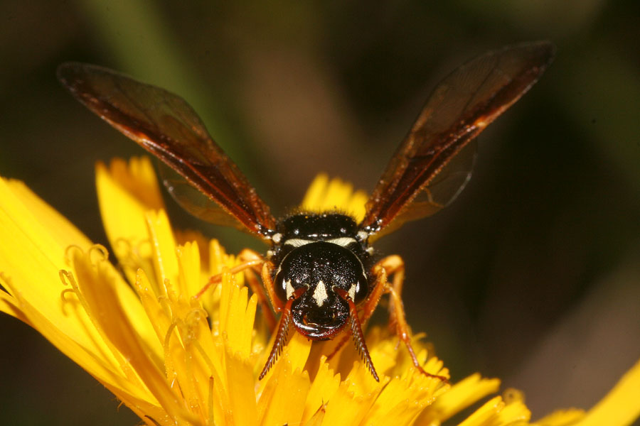 Imenotteri dell''Adamello